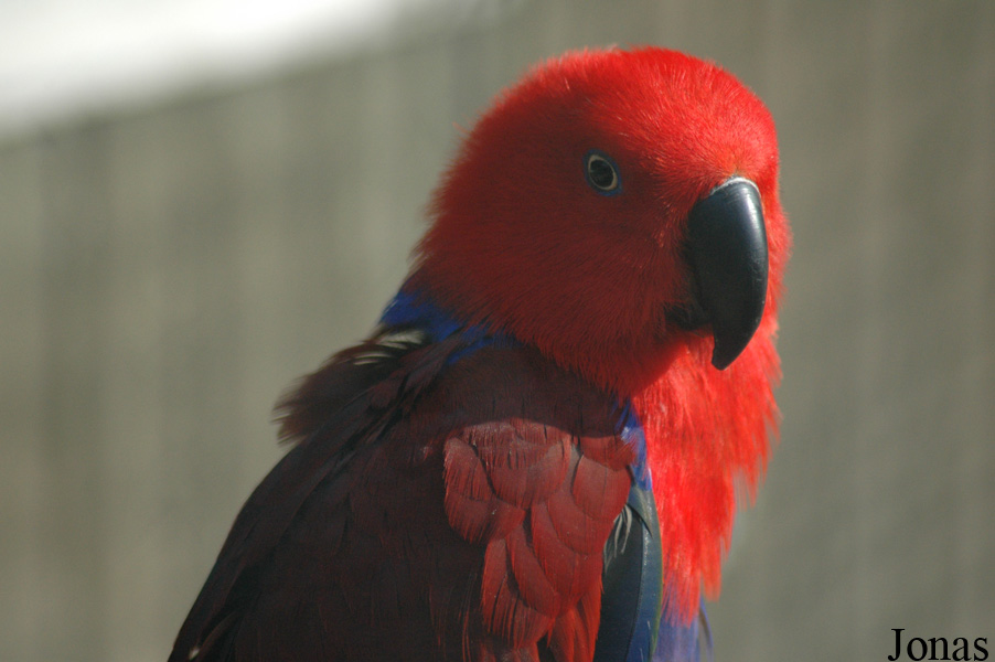 Eclectus roratus polychloros