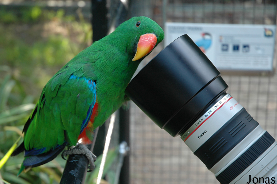 Eclectus roratus polychloros