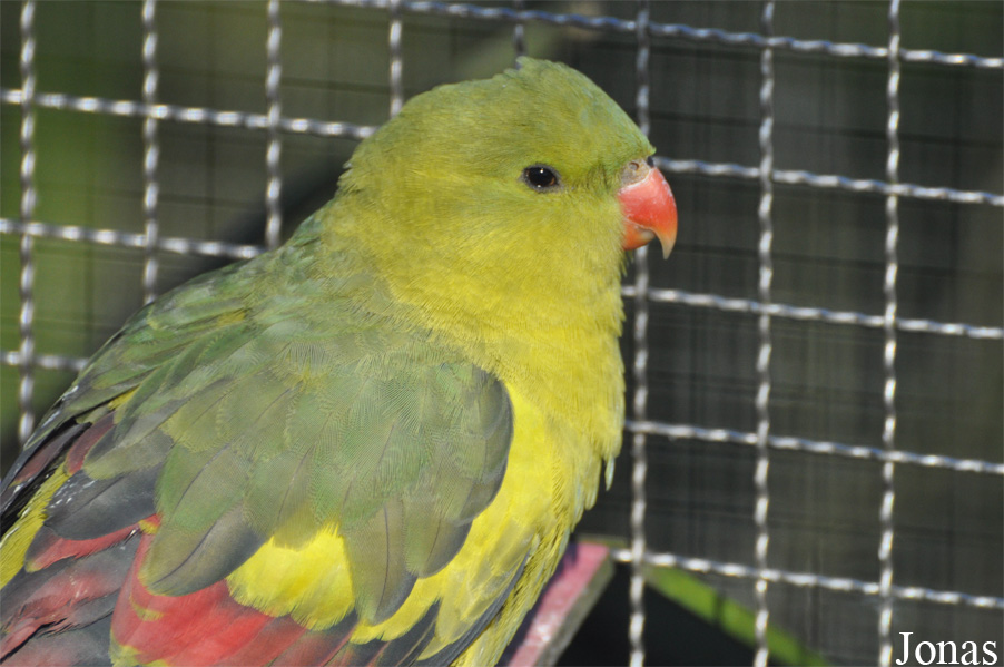 Polytelis anthopeplus