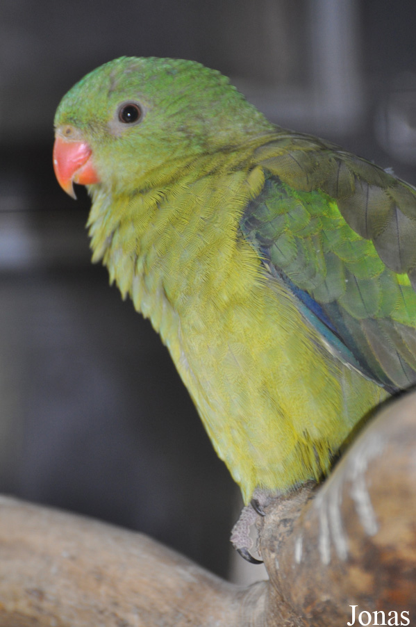 Polytelis anthopeplus