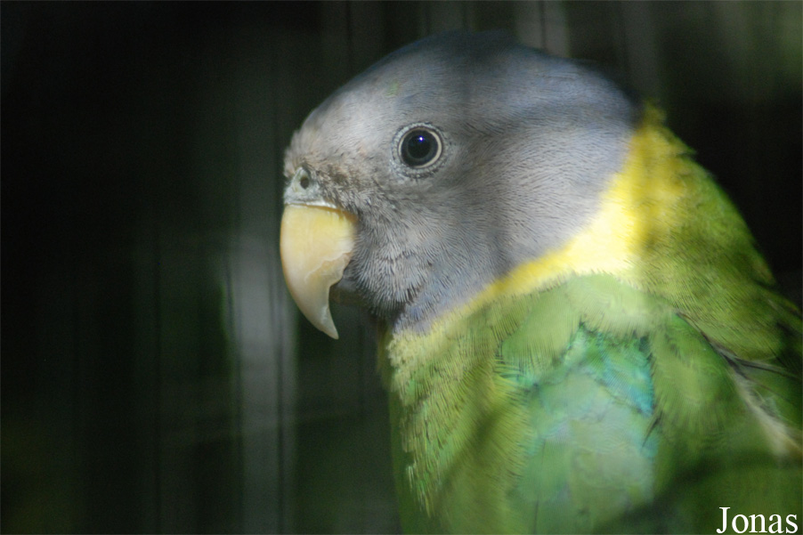 Psittacula cyanocephala