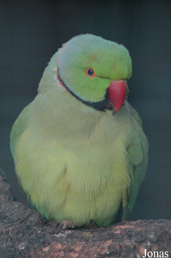 Psittacula krameri