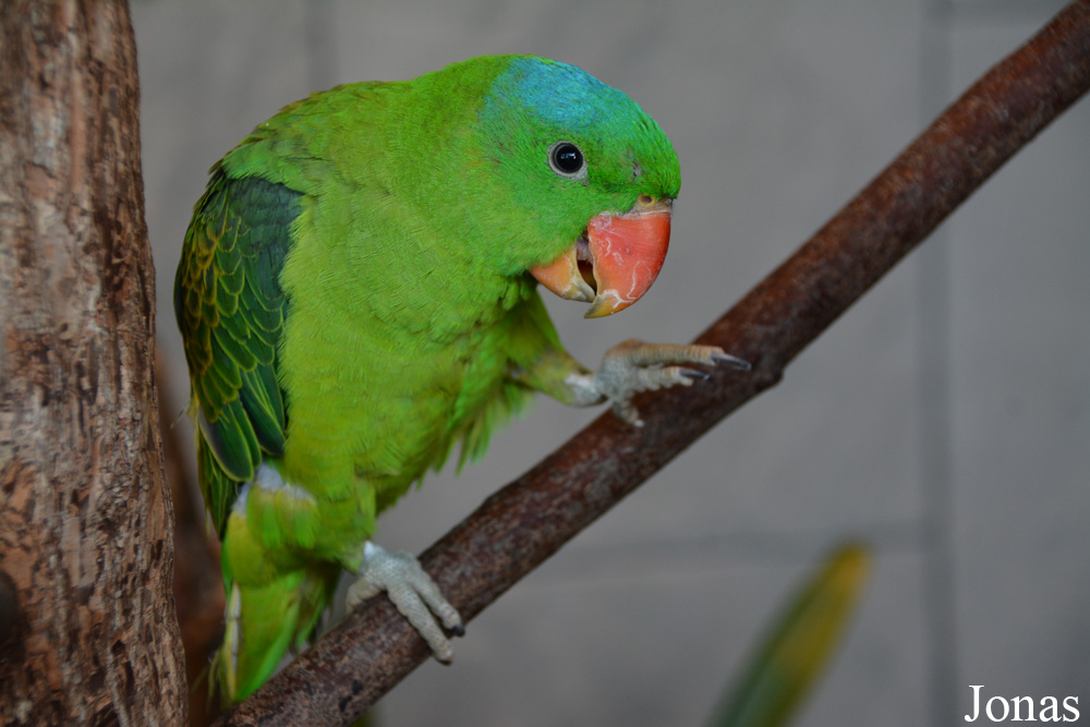 Tanygnathus lucionensis