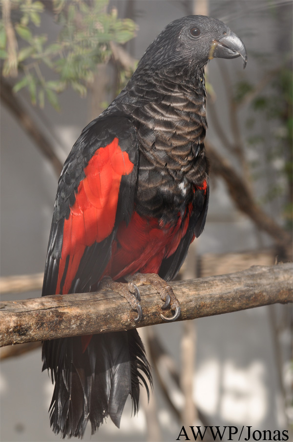 Psittrichas fulgidus