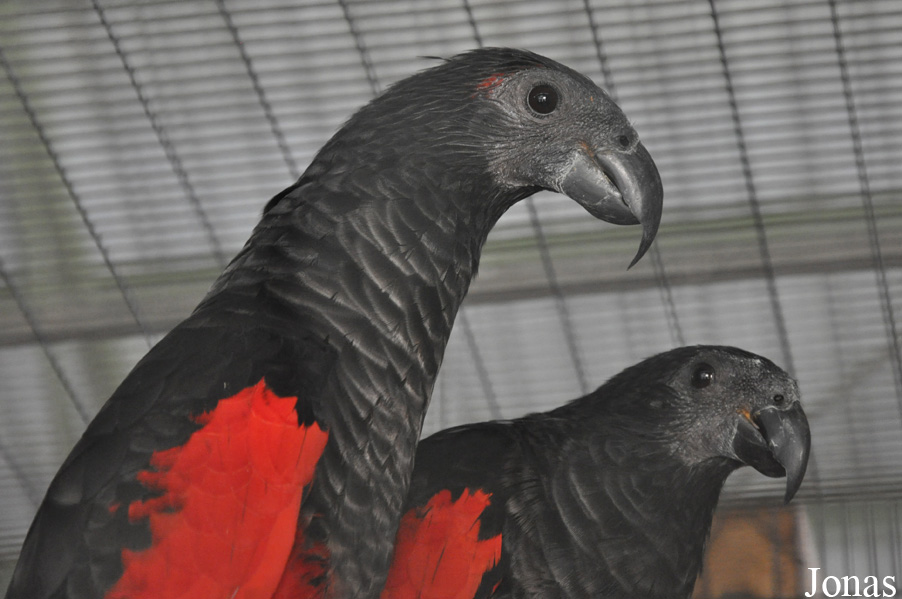 Psittrichas fulgidus