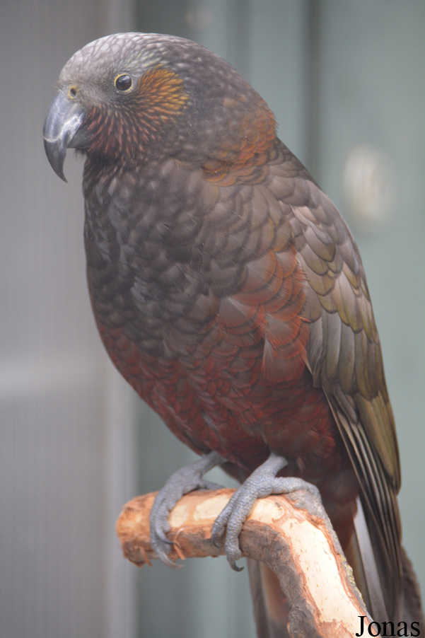 Nestor meridionalis septentrionalis