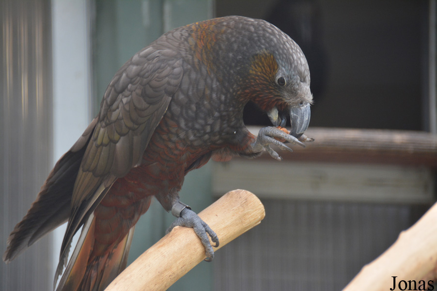 Nestor meridionalis septentrionalis