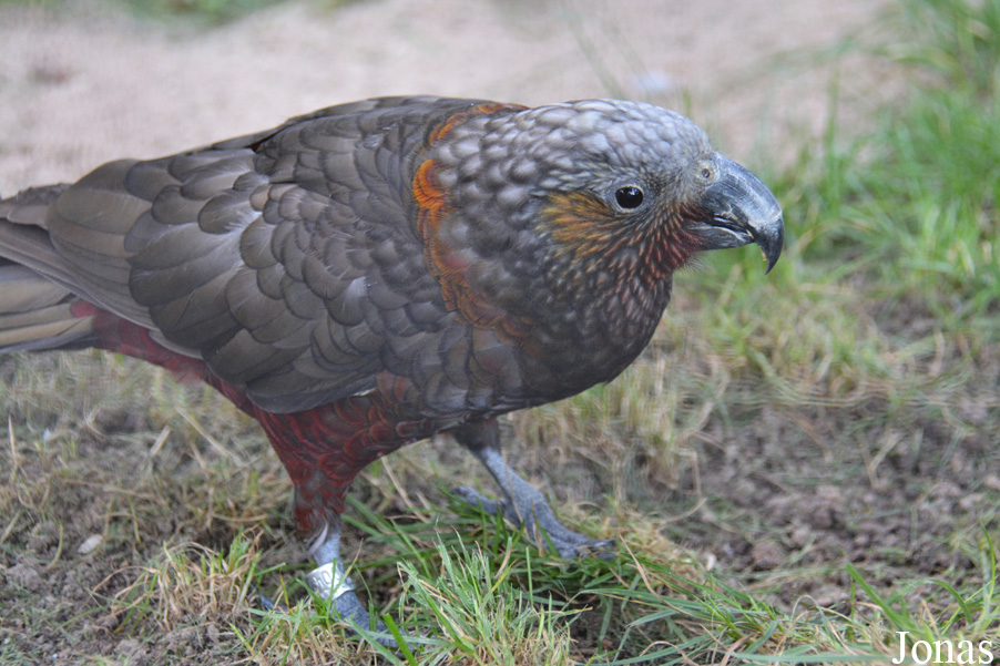 Nestor meridionalis septentrionalis