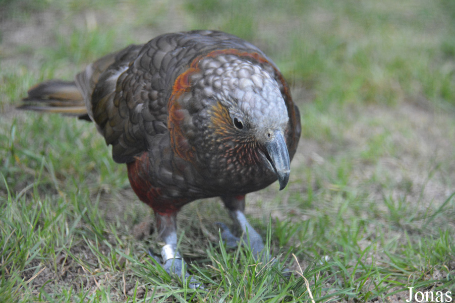 Nestor meridionalis septentrionalis