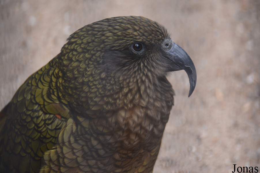 Nestor notabilis