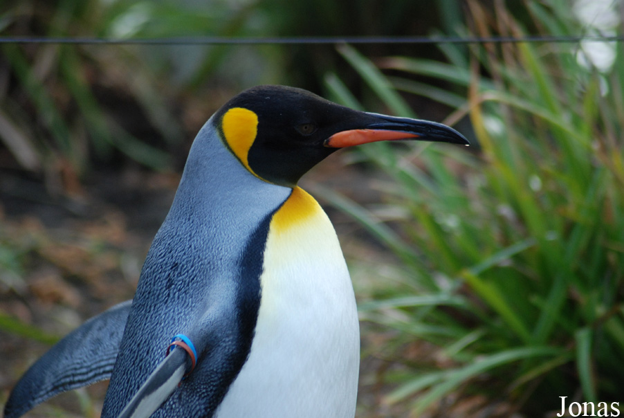 Aptenodytes patagonicus