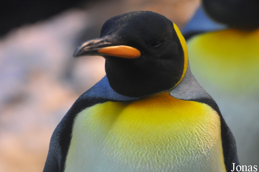 Aptenodytes patagonicus