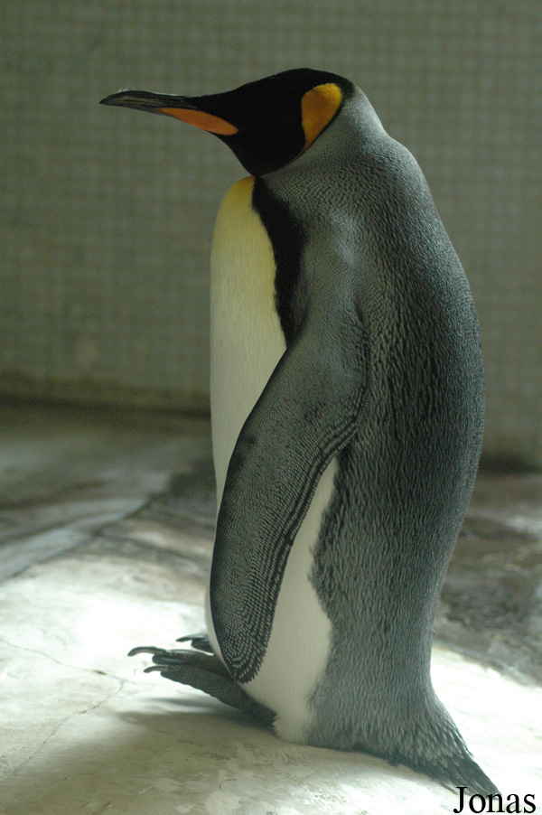 Aptenodytes patagonicus