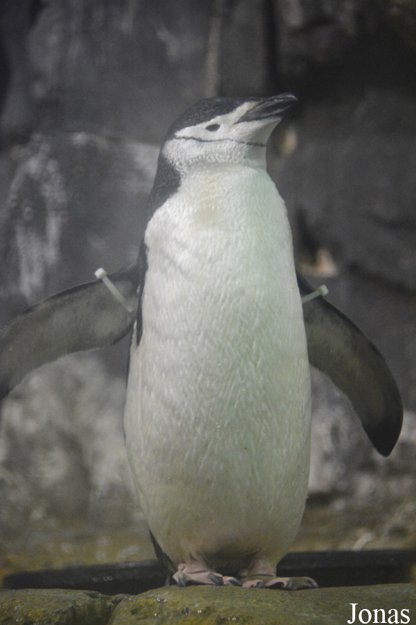 Pygoscelis antarcticus