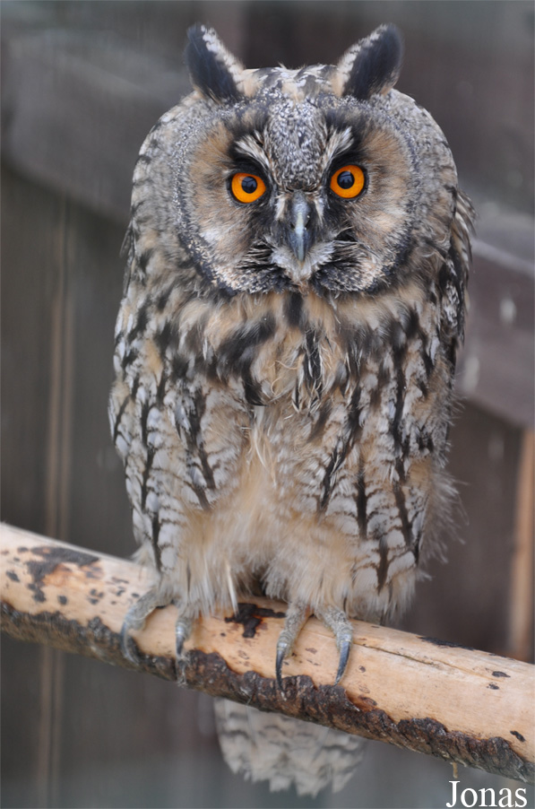 Asio otus