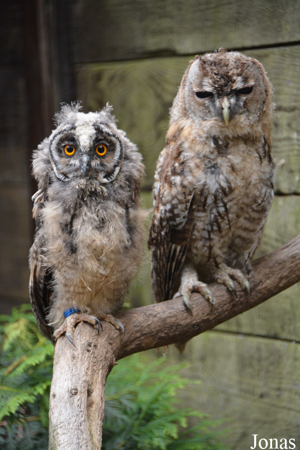 Asio otus