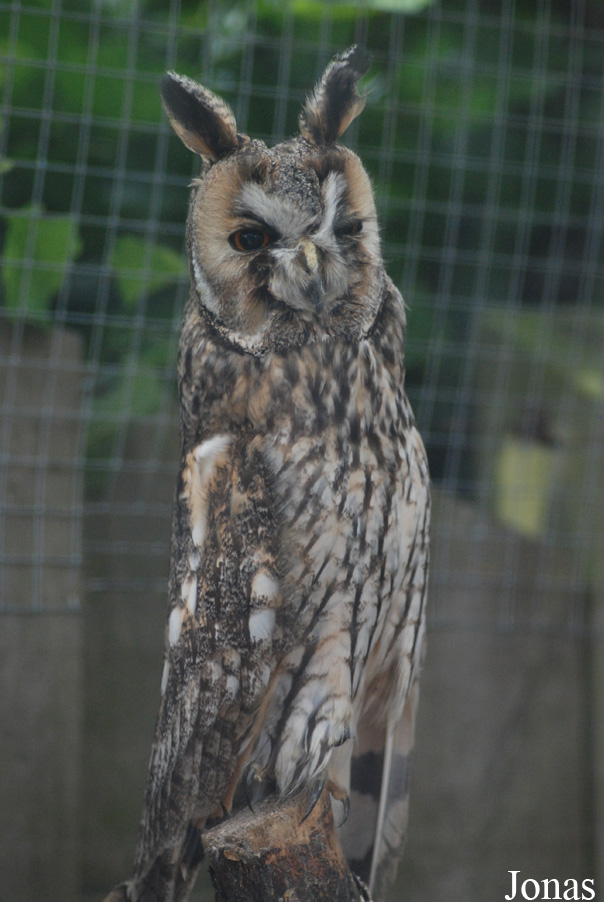 Asio otus