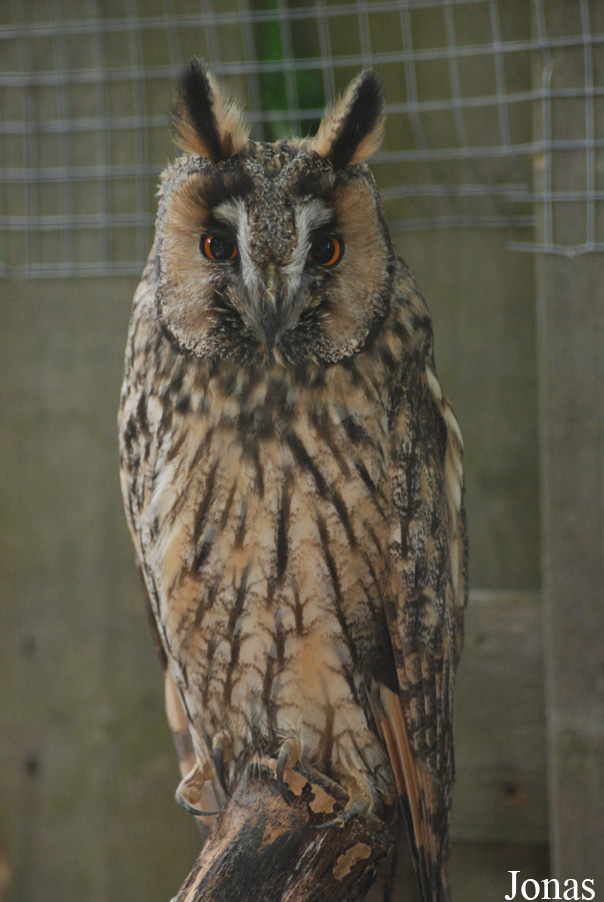 Asio otus