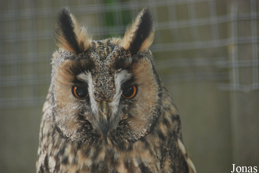 Asio otus