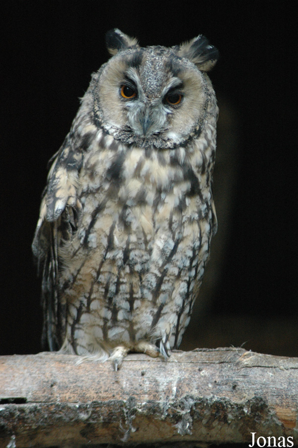 Asio otus