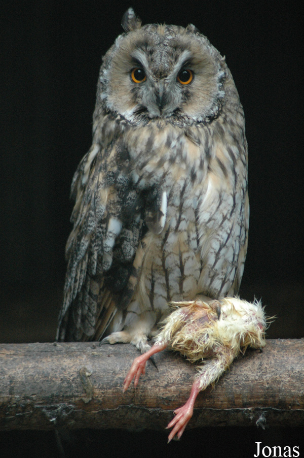 Asio otus
