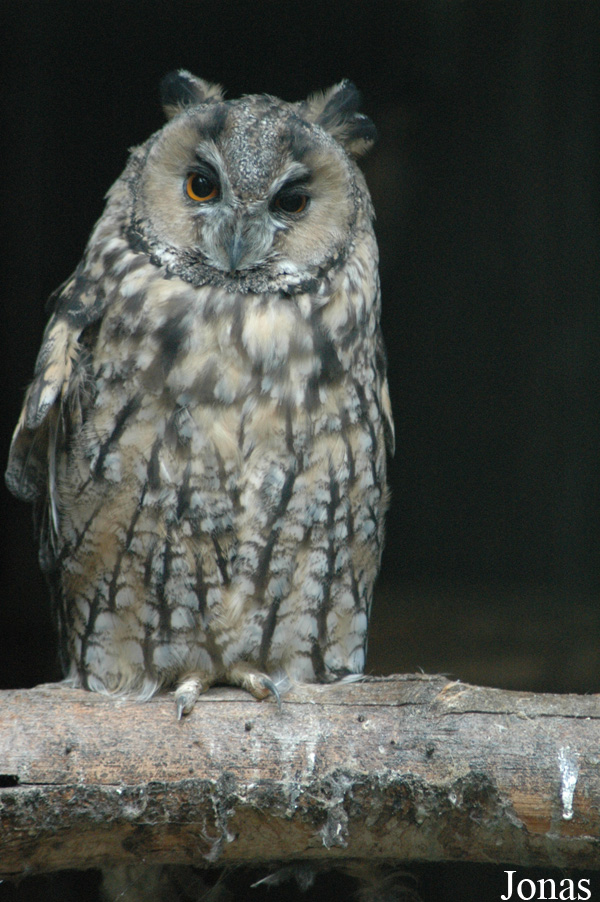Asio otus