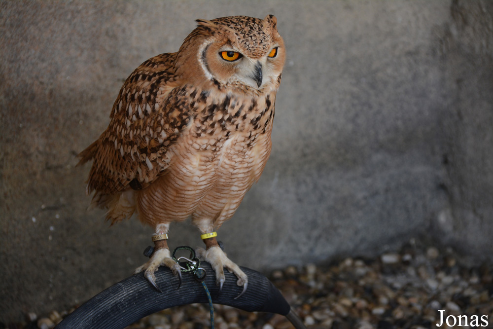 Bubo ascalaphus