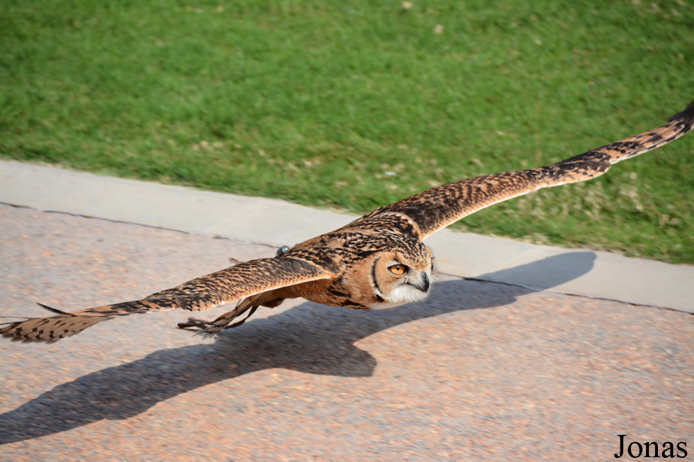 Bubo ascalaphus