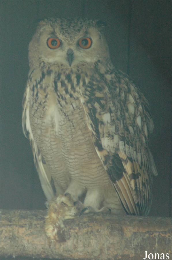 Bubo ascalaphus