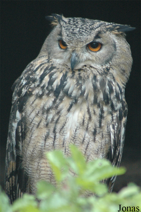 Bubo bengalensis