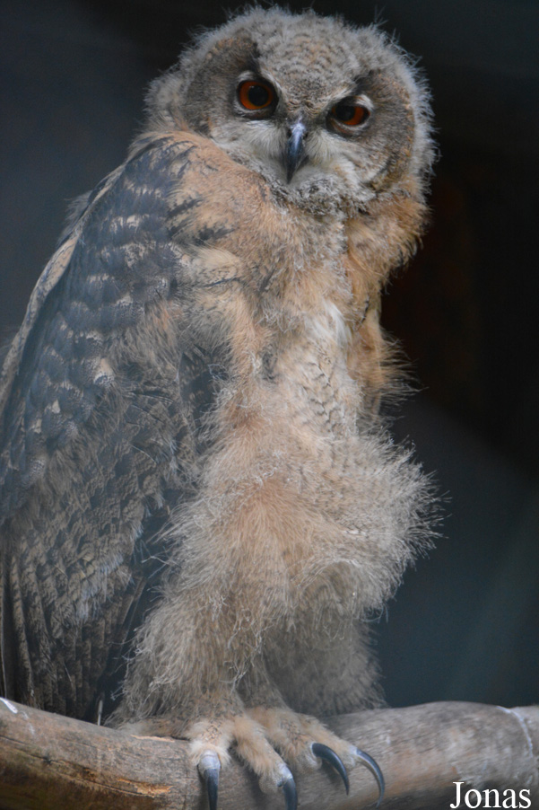 Bubo bubo bubo