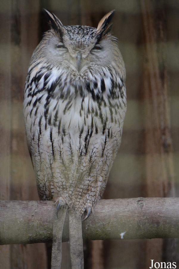 Bubo bubo bubo