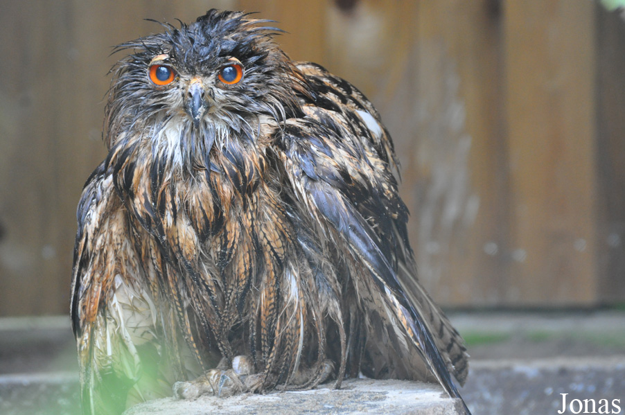 Bubo bubo bubo