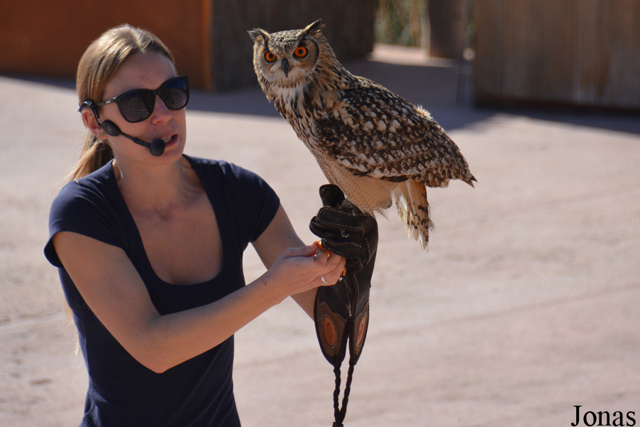 Bubo bubo hispanus