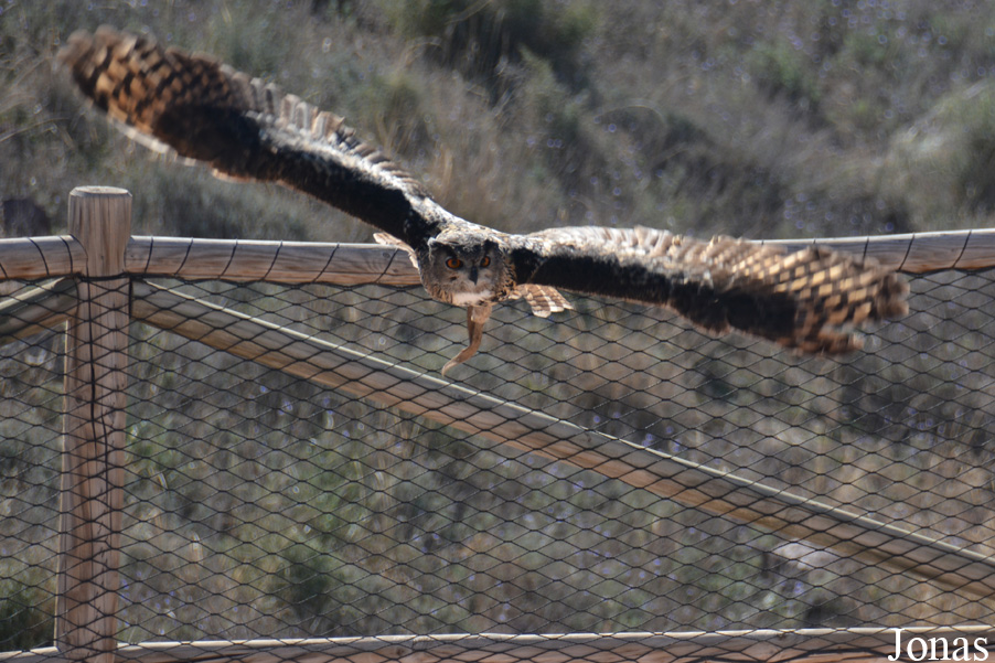 Bubo bubo hispanus