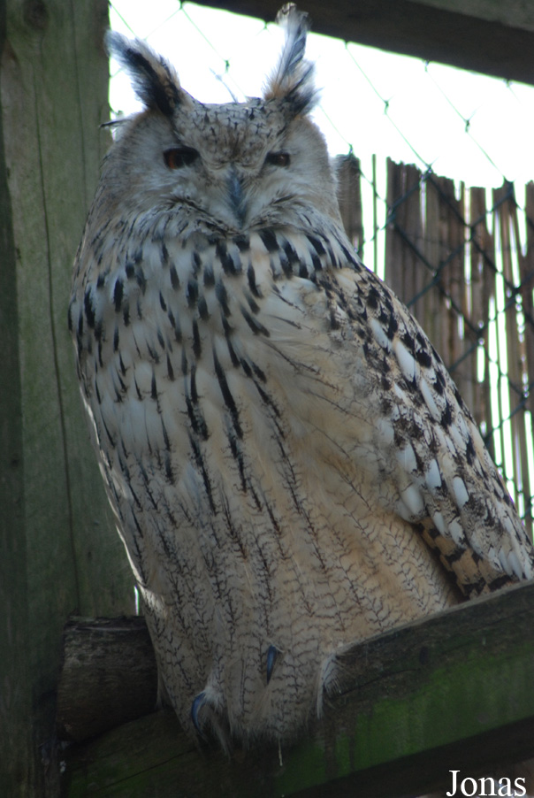 Bubo bubo omissus