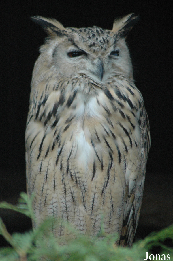 Bubo bubo omissus