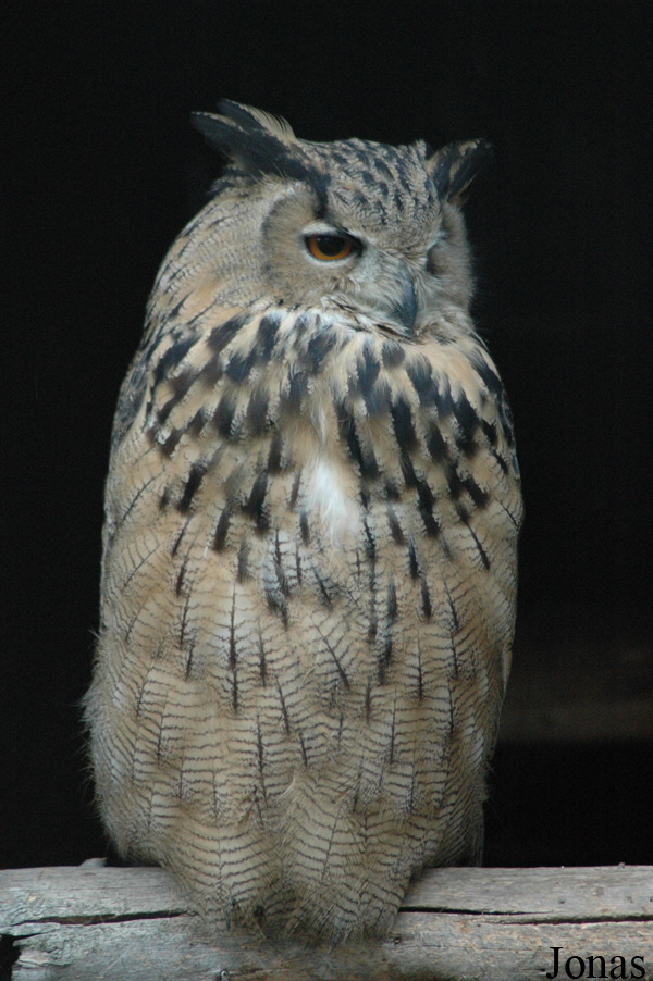 Bubo bubo omissus
