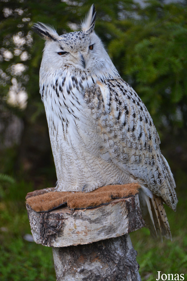 Bubo bubo sibiricus
