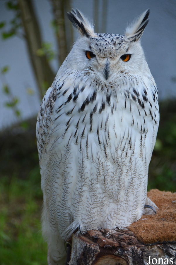 Bubo bubo sibiricus