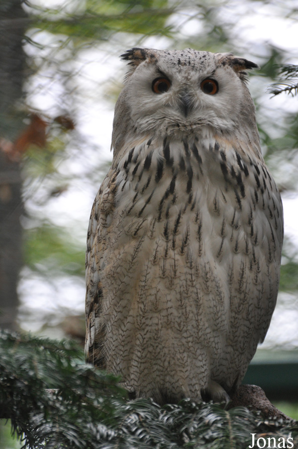 Bubo bubo sibiricus
