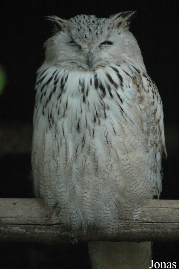 Bubo bubo sibiricus