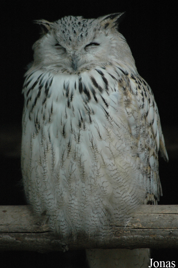 Bubo bubo sibiricus