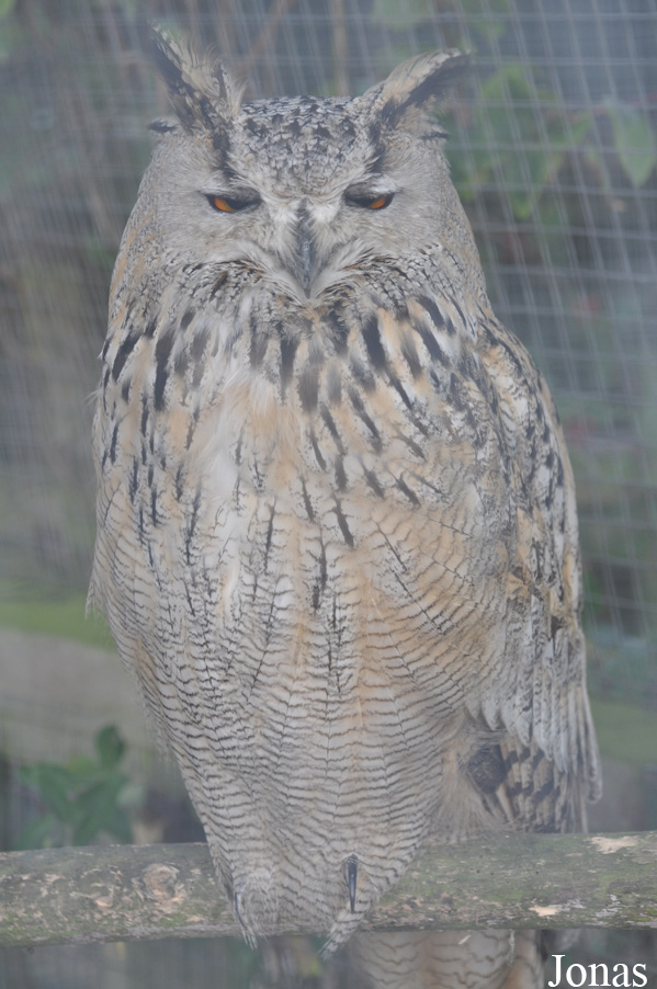 Bubo bubo sibiricus