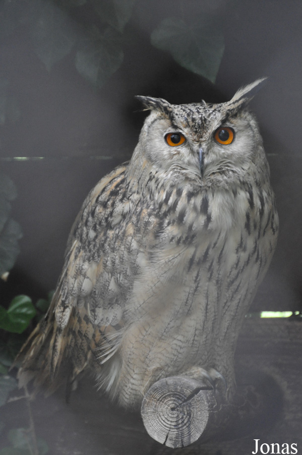 Bubo bubo turcomanus