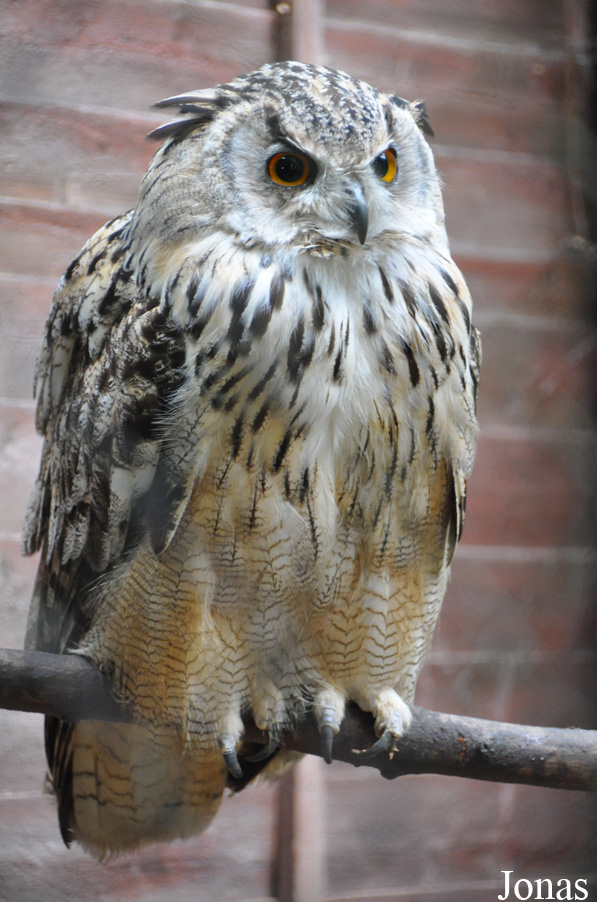 Bubo bubo yenisseensis