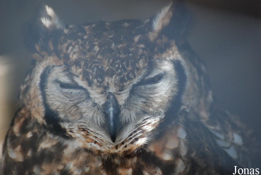 Bubo capensis