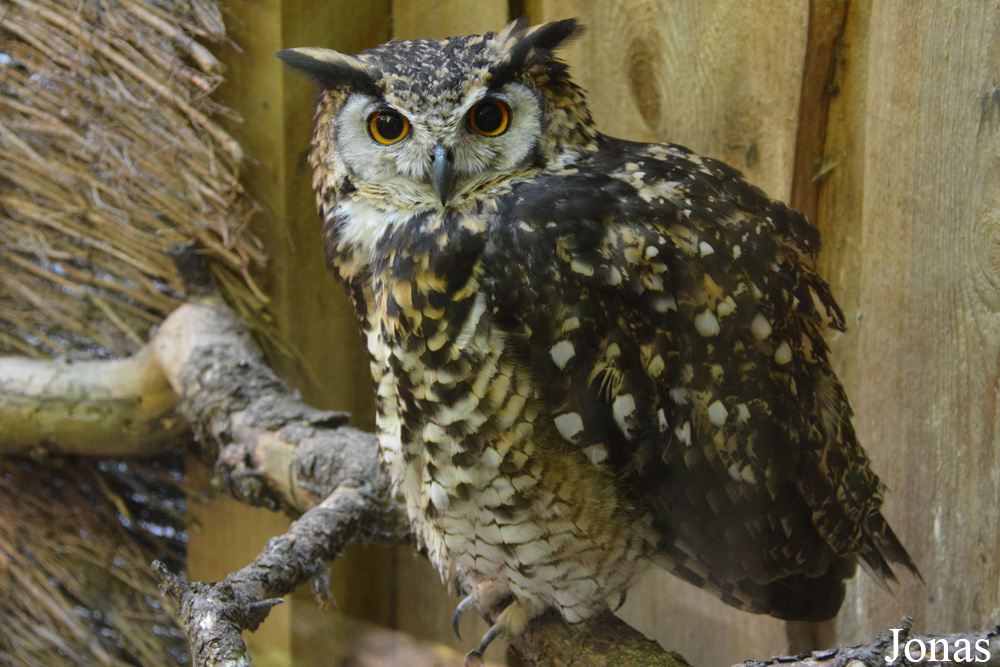 Bubo capensis