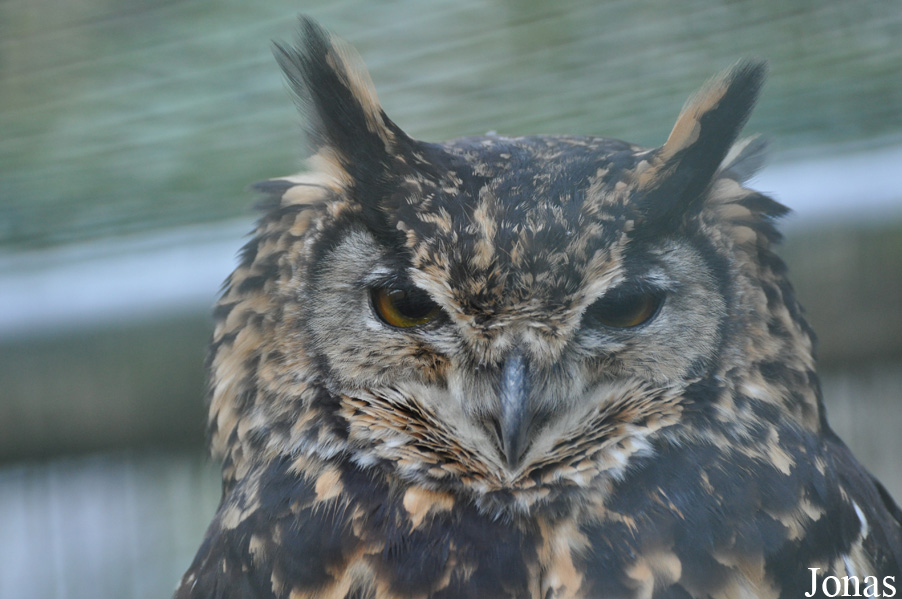 Bubo capensis mackinderi