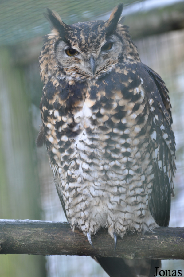 Bubo capensis mackinderi